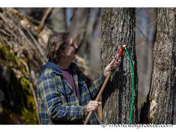 Climate change, insects threaten Quebec maple syrup industry