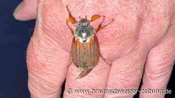 Tierische Überraschung in Gifhorn: Maikäfer Mitte April