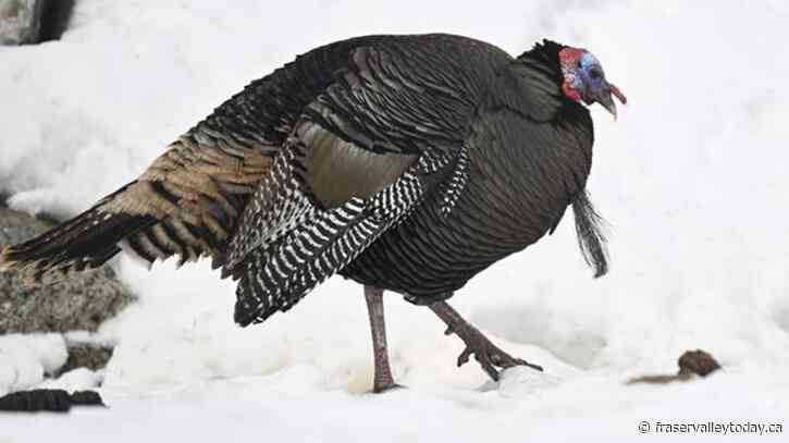 Wild turkey breaks into Quebec long-term care home, no injuries reported