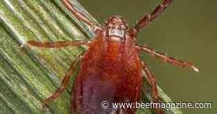Producers on alert for emerging cattle disease in Missouri