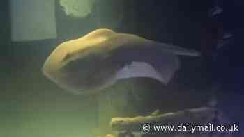 Charlotte the virgin stingray is growing something besides just babies, her caretakers reveal