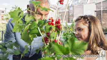 Balkon-Verbot: Drei Pflanzen, die nicht in den Blumenkasten dürfen