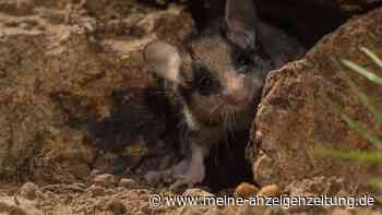 Gartenschläfer in Köln gesichtet – wie er geschützt werden soll