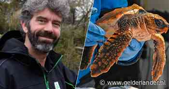 Vijf geredde schildpadden vinden tragische dood in dierentuin: ‘Zwartste dag uit carrière’