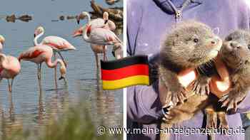 14 exotische Tiere, von denen du nicht wusstest, dass sie auch in Deutschland leben