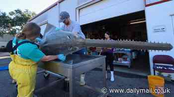 Mystery in the Florida Keys as six rare sawfish die in 7 days - while others begin acting bizarrely
