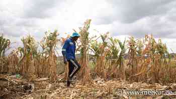 „Dauer-El-Niño“ droht: Experten sind tief besorgt – „Eine Katastrophe“