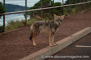 How to Coexist with Coyotes in Your Neighborhood