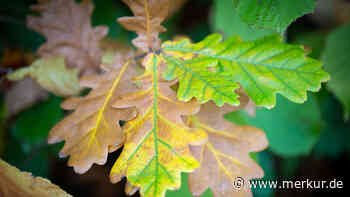 Roteiche bleibt: Baum in Hohenbrunn vor Fällung gerettet