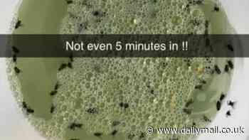 This is my secret three-ingredient recipe that gets rid of pesky kitchen bugs and fruit flies in minutes