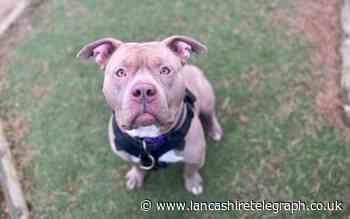 Blackpool: Woman attacked by dog believed to be XL Bully