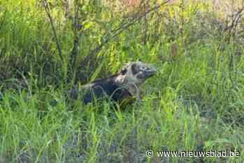 Filmpje opgedoken van grote hagedis in Lommelse Sahara
