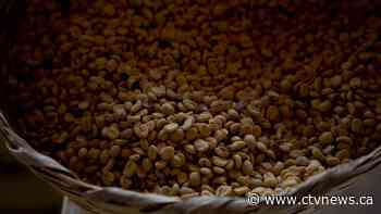 Your morning coffee may be hundreds of thousands of years old