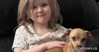 ‘Shocking’: Ontario family’s dog stolen from fenced backyard in middle of day