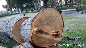 Villa Borghese, monta la protesta per il taglio dei pini. Il Campidoglio: “Ne abbattiamo 70 per ragioni di sicurezza”