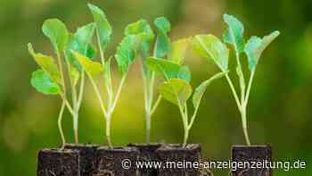 Kohlrabis Mitte April pflanzen – einen Pflegeschritt nicht vergessen