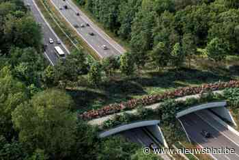 Bouw van ecoduct loopt lichte vertraging op: “Tegen de winter hopen we klaar te zijn”