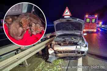 Unfall mit vier Fuchswelpen im Kofferraum