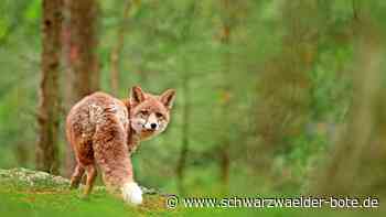 Viruskrankheit geht um: Daran starben rund 15 Füchse in Bad Wildbad