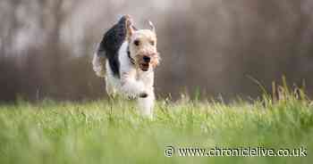 'Dog walking field' plan submitted to Sunderland council bosses