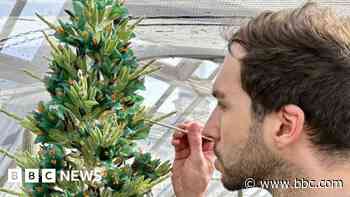 'Otherworldly' plant blooms for first time in decade