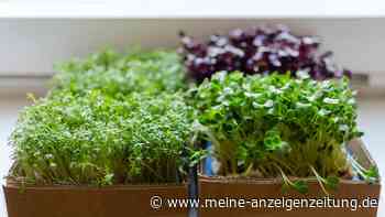 Grüner Daumen in der Küche: Sprossen selbst anbauen und mit ihnen kochen