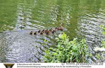 FW-M: Entenfamilie erfolgreich umgezogen (Obersendling)