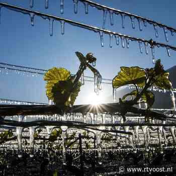 Nachtvorst bedreigt druivenranken Overijsselse wijnboeren: "Mogelijk hele oogst kwijt"