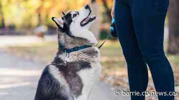 City cracks down on inconsiderate dog owners: Here's ways to avoid a hefty fine