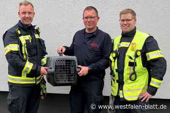 Sechsstündige Katzenrettung in Bielefeld