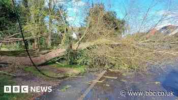 Community chips in to remove fallen oak tree