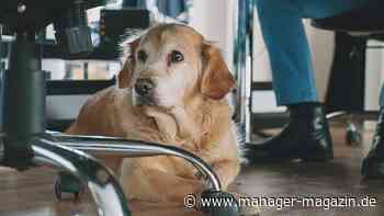 New Work: Warum Bürohunde das Arbeitsklima verbessern