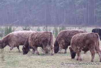 Gallowaywandeling in Heidebos