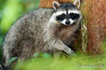 Hat Münster ein Waschbären-Problem?