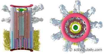 Unlocking the Mysteries of Cell Structure With Cutting-Edge Imaging