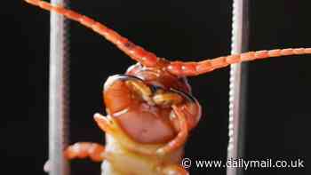 'Holy mackerel... searing pain': Wildlife expert Coyote Peterson live-streams being bitten by a lethal giant centipede (as an ER doctor keeps a careful eye on him)