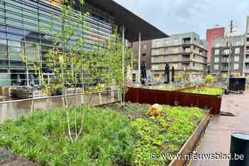Kabbelend water op Stadsplein maakt tijdelijk plaats voor boompjes en planten