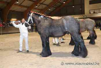 “Cas sprong tegen de muren op van de angst”: Geert moet zijn trekpaard laten inslapen wegens verwondingen door nieuwjaarsvuurwerk