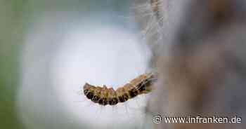 Stadt Bamberg: Schädling Eichenprozessionsspinner im Garten - was du tun solltest