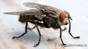 De ‘nieuwsgierigheidskloof’ en meer must-knows uit het nieuwste boek in de ‘bromvliegreeks’ van Tim den Heijer.