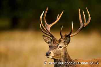 Richmond Park: People try to remove deer antlers