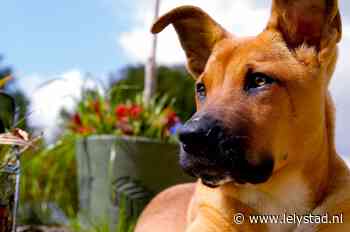 Controle op hondenbelasting weer van start