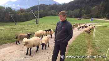 „Etwas mehr Aufwand“: Ein Jahr nach dem Bären-Besuch – Wie Almbauern jetzt ihre Tiere schützen