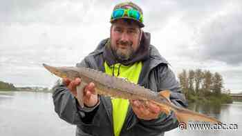 'Blessed with what's in our rivers': Northern Ontario waters a refuge for sturgeon