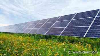 Solar Panels and Native Plants Tackle Two Crises at Once     - CNET
