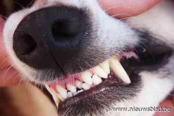 Politie haalt agressieve hond op Linkeroever weg bij baasje