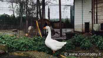 Guarita l’oca di Villa Pamphilj attaccata dai cani. Ora ha trovato casa in un oasi naturale