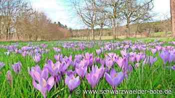 Krokusse in Bad Teinach-Zavelstein: Wie war die Blüte 2024?