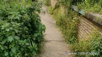 Sfalcio e diserbo, il Pd del II municipio non aspetta Ama e chiede interventi immediati