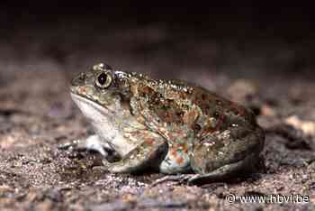 Duitse paddendril moet meer genetische diversiteit brengen bij Limburgse knoflookpadden